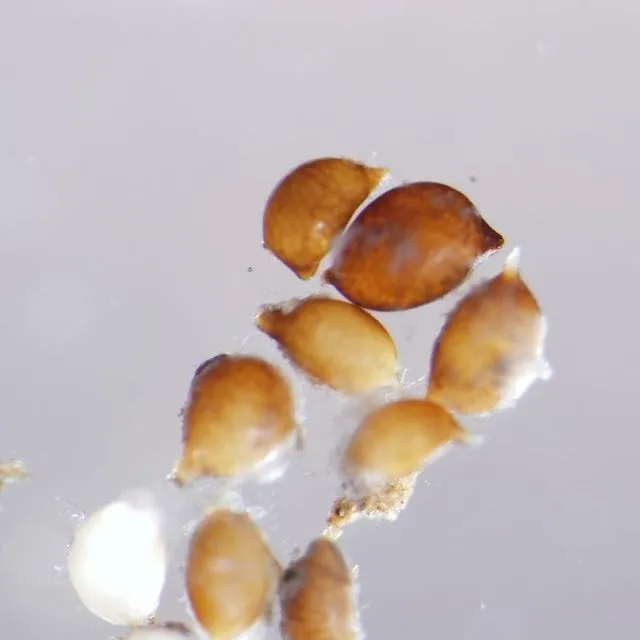 thumbnail for publication: Soybean Cyst Nematode, Heterodera glycines (Ichinohe, 1952) (Chromadorea: Rhabdita: Heteroderidae)